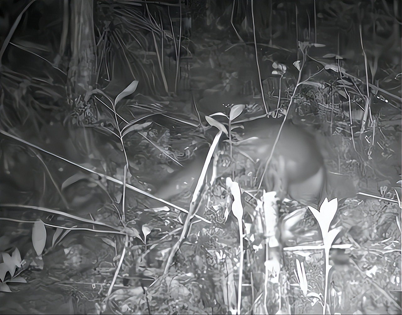 一两沉香万两金国内公认,一两沉香木