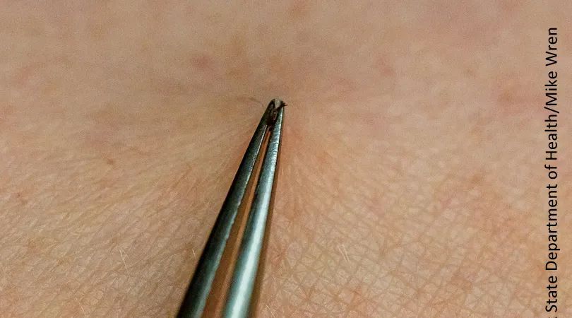 夏日带孩子户外活动当心这种虫,暑期带娃小心毒虫