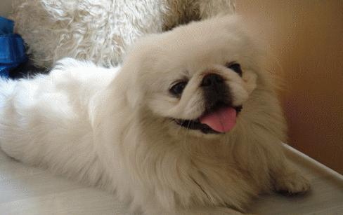 京巴抵抗力弱,小京巴怎么训