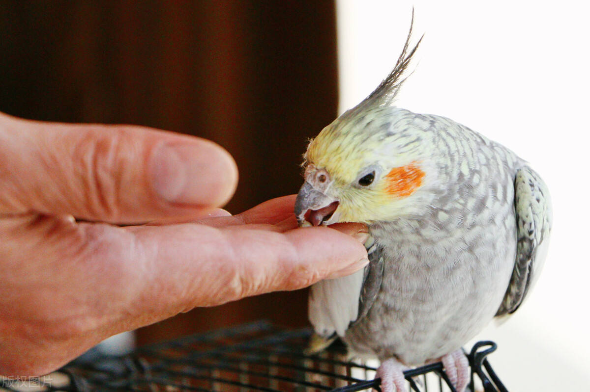 玄凤鹦鹉不爱吃食怎么办？提升鹦鹉食欲的几种方法！