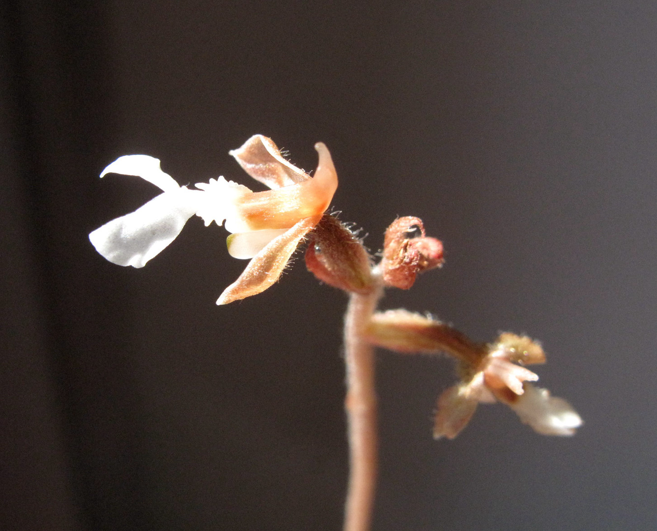 海曙龙观乡深山中首次发现珍稀兰科植物——浙江金线兰