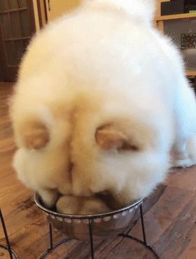 松狮犬挑食厉害怎么办？这些办法，铲屎官可以尝试一下