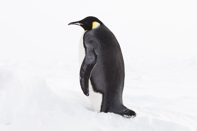 专家说帝企鹅一夫一妻,企鹅是一夫一妻制的原因