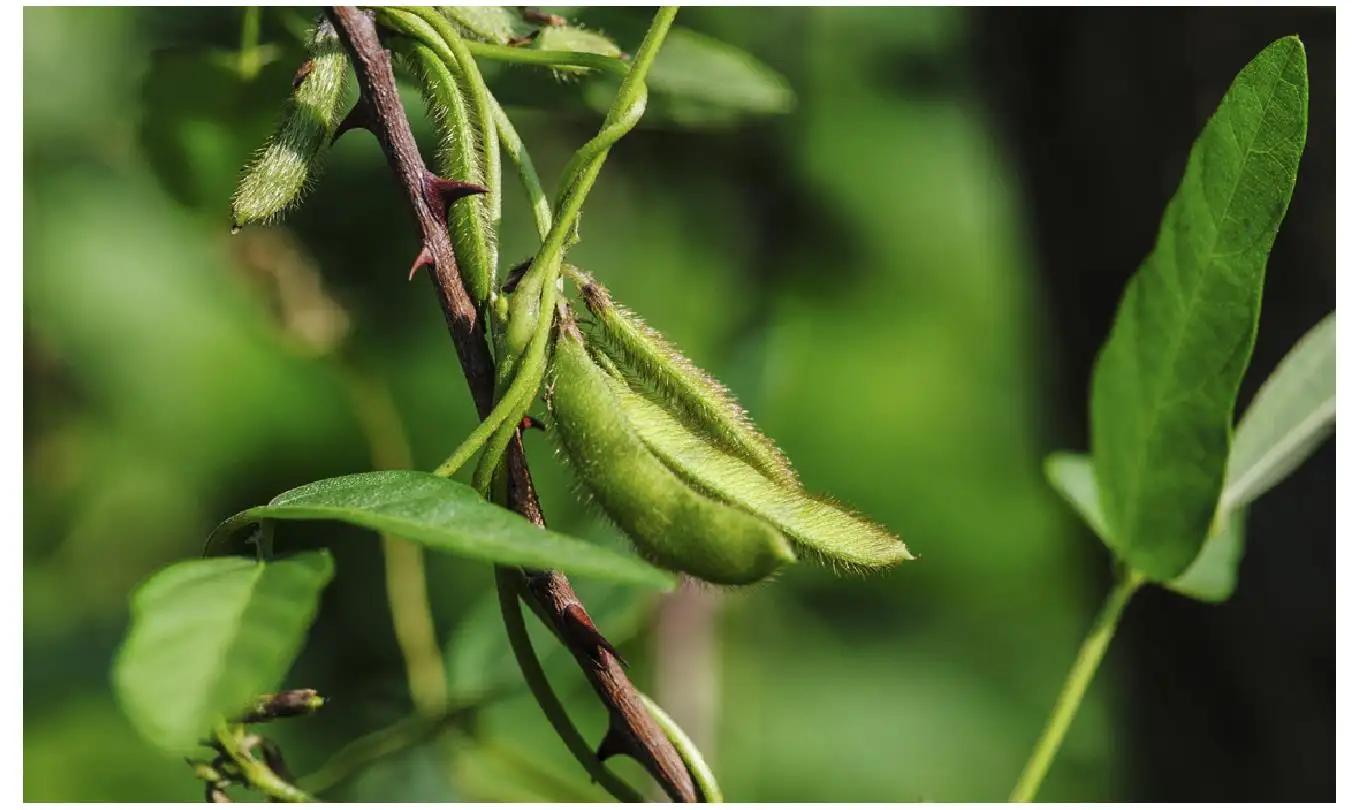 我国的野大豆究竟多重要？美国用1粒我国野豆，改变全球大豆格局