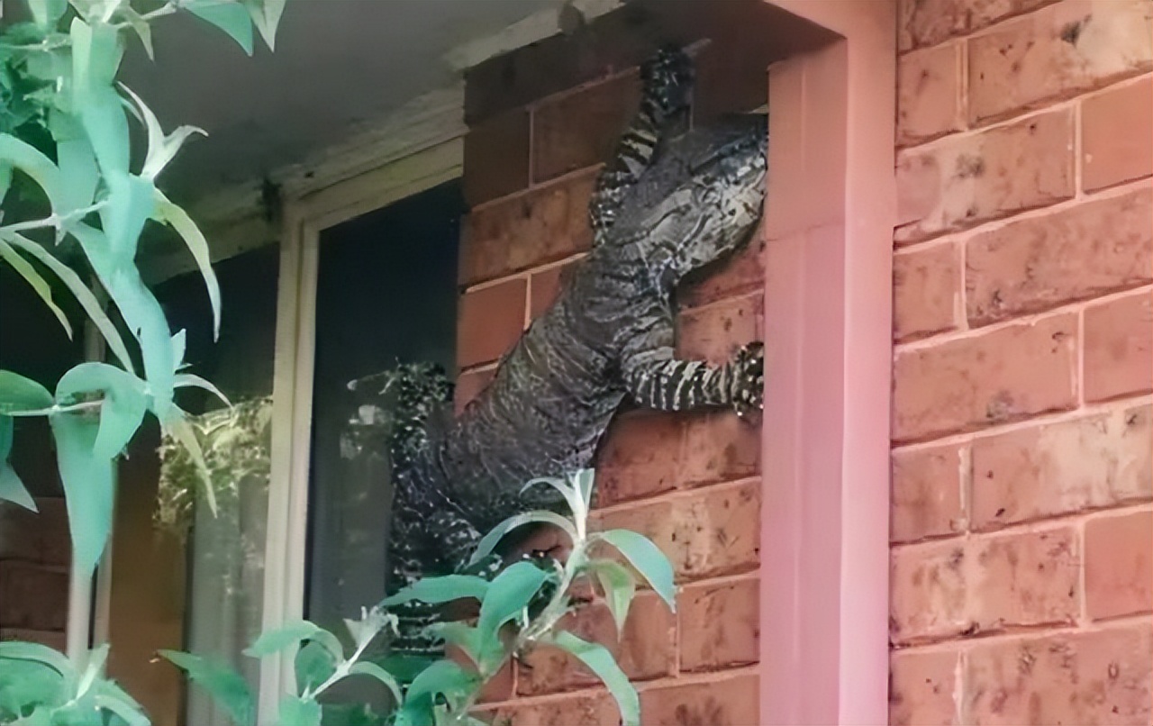 被毒的动物咬了会发生什么,亲身体验被有毒的动物咬