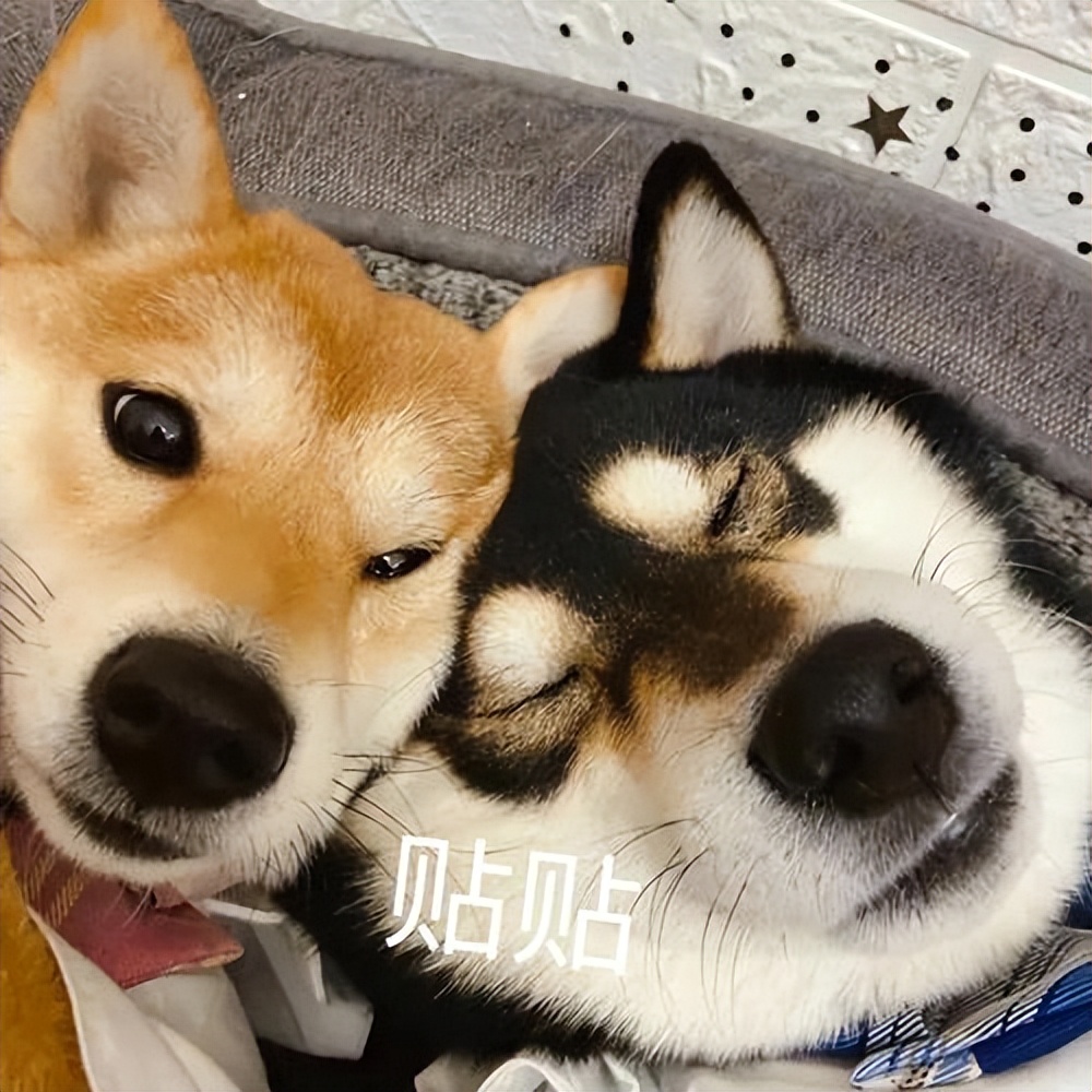 粘人的比熊小奶狗品种名字,十大最省心狗排名比熊