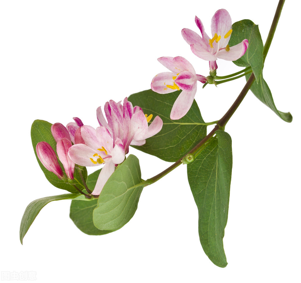 双黄连口服液能和阿奇霉素同吃吗,阿奇霉素和双黄连口服液的区别