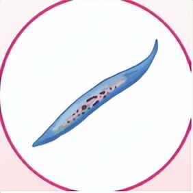 苏教版五年级科学刺激与反应ppt,2022苏教版五年级科学下册复习题