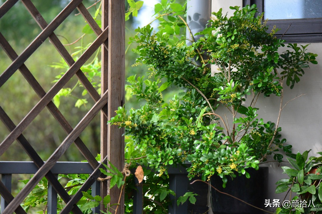 几乎没有存在感的七里香，到底是怎样的？|园丁