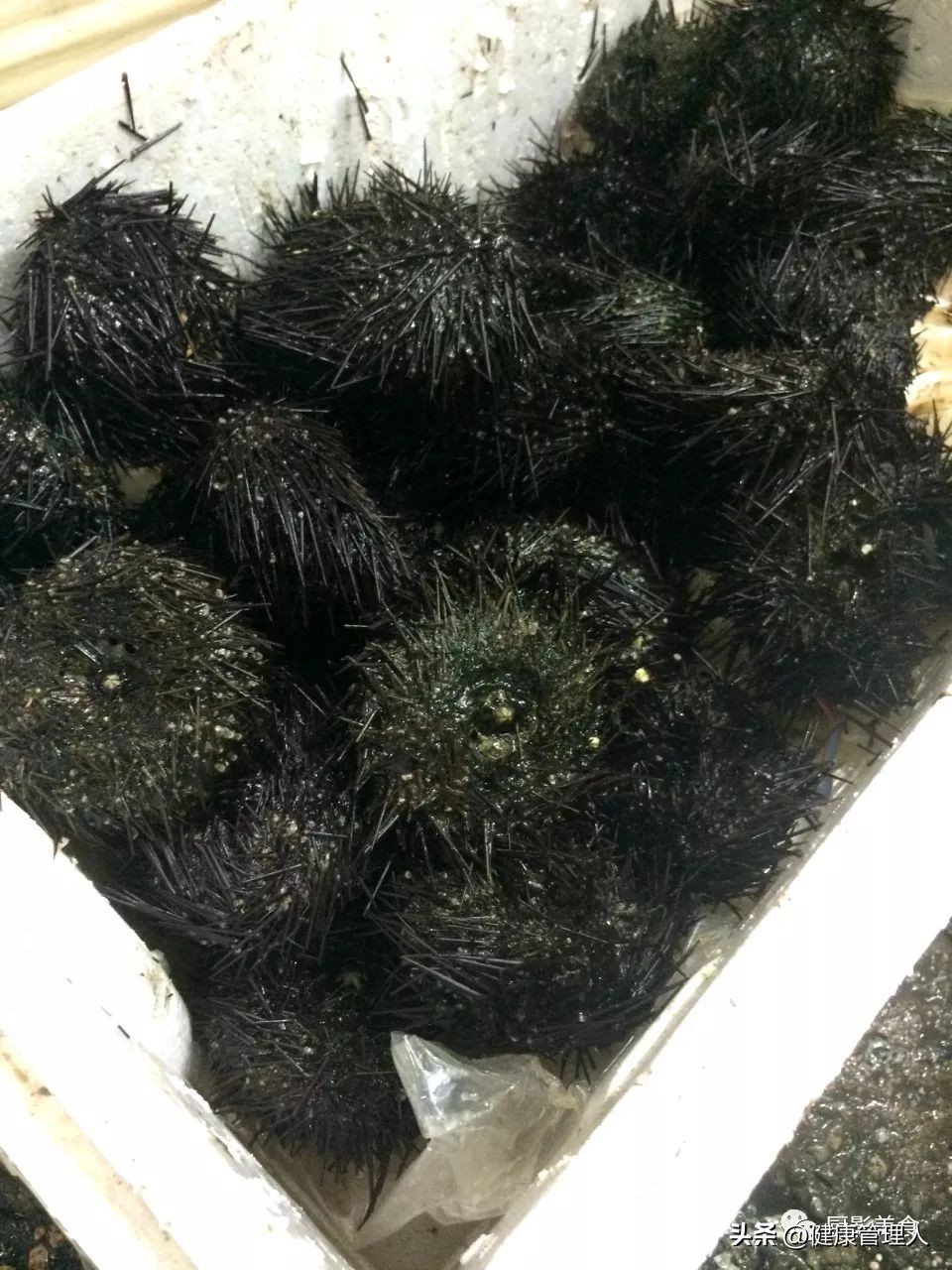 世界顶级海鲜食材,世界顶级的海鲜视频