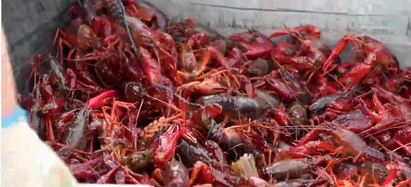 小伙养龙虾,小伙养十只大龙虾