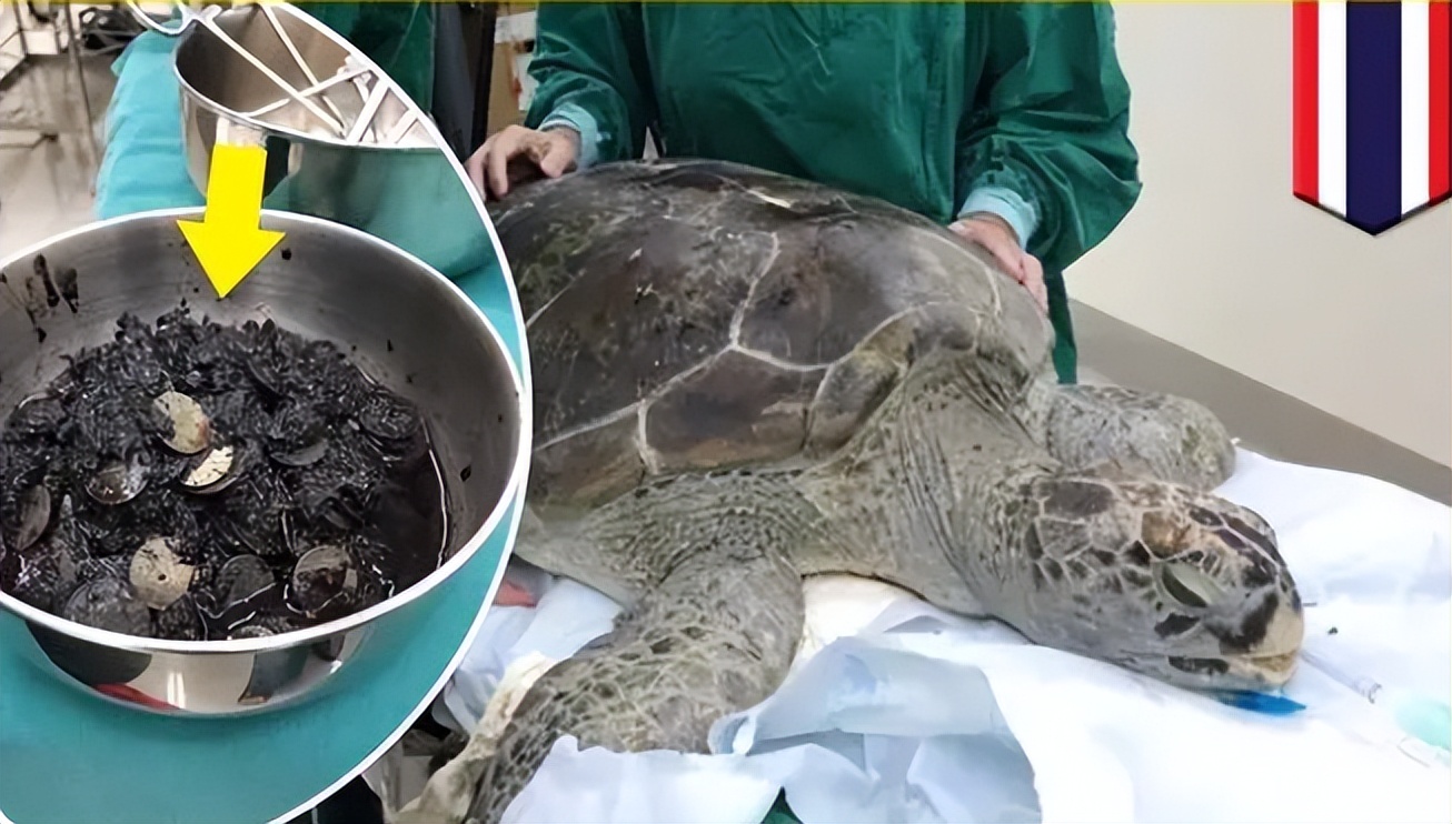 文胸、高尔夫、炮弹、珍珠、*物文**，盘点这些从动物肚里发现的东西