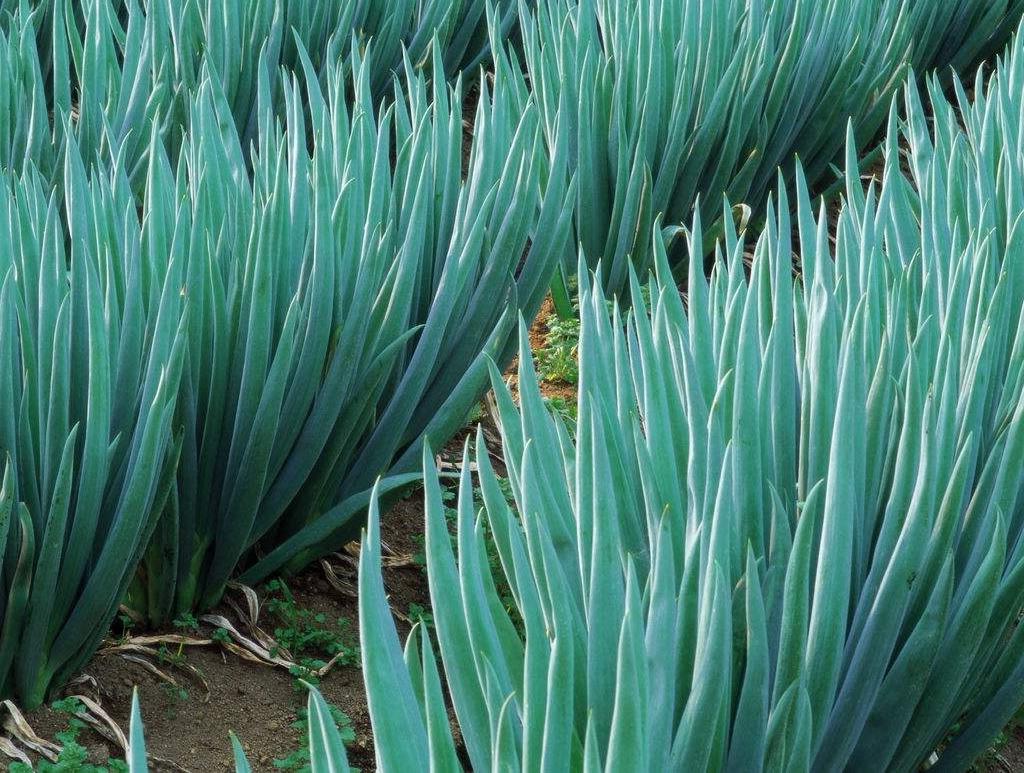 农业大葱种植,大葱种植致富项目