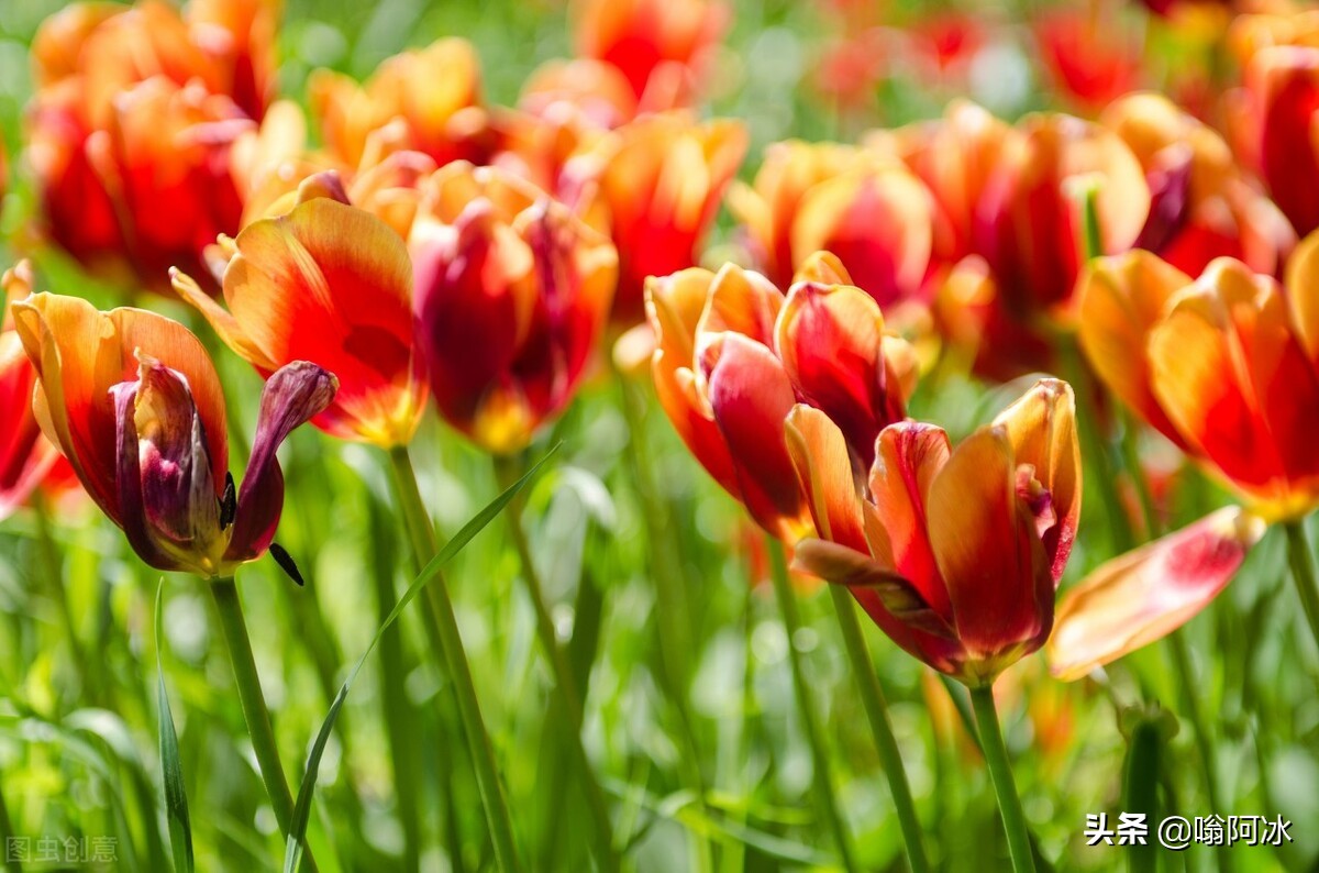 图式心理疗法,图式疗法