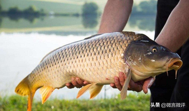 中午吃红烧大鲤鱼,河南红烧鲤鱼做法