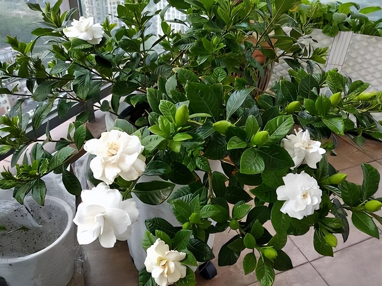 逛花市如何买好看又好养的花,花市上最好买的花有哪些