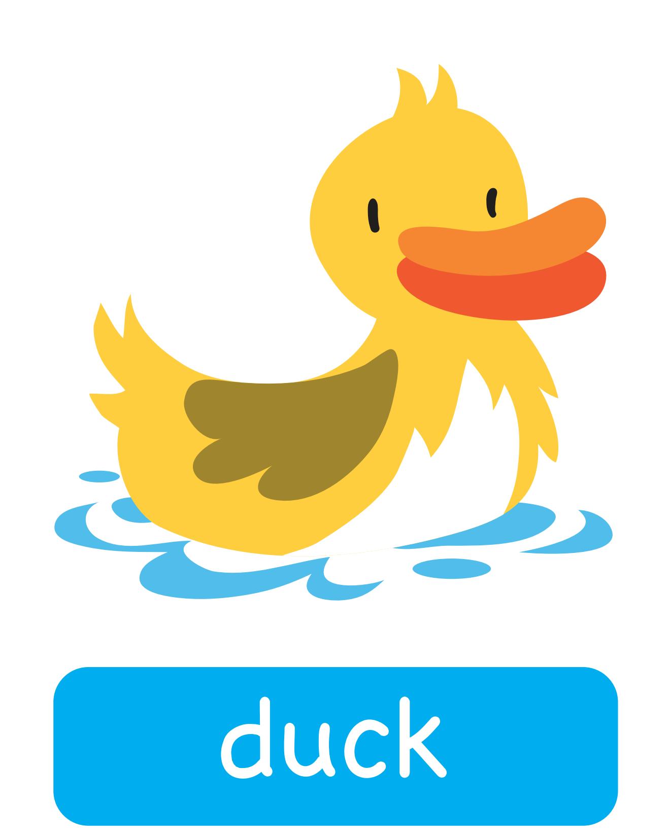 图说英语单词：高清动物类卡片，一图一单词