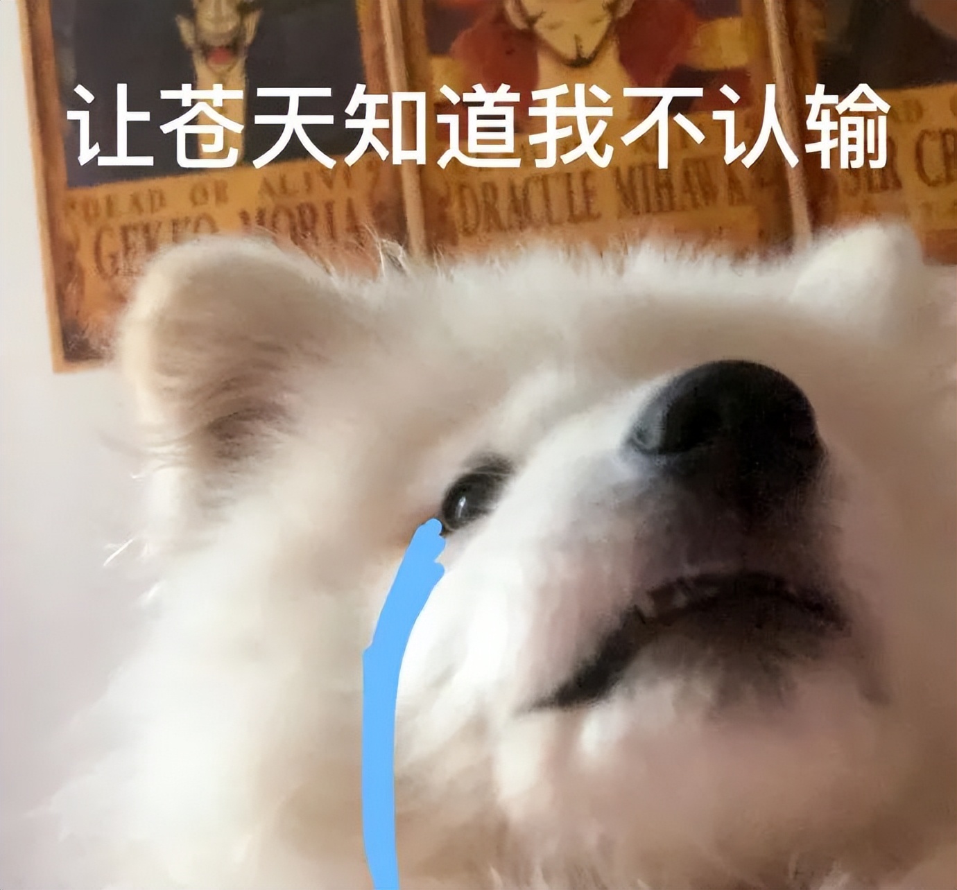 主人被隔离宠物怎么办,主人确诊了猫狗怎么办