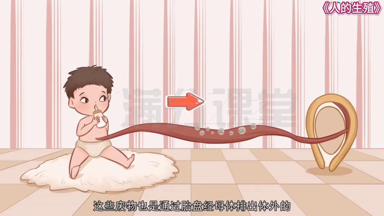 北师大版八年级上册生物人的繁殖,八年级上册生物北大