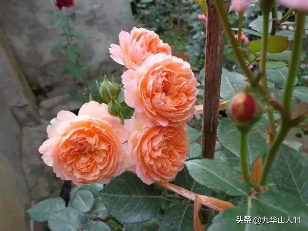 黄色系藤本月季哪个品种好,适合海南种的藤本月季品种