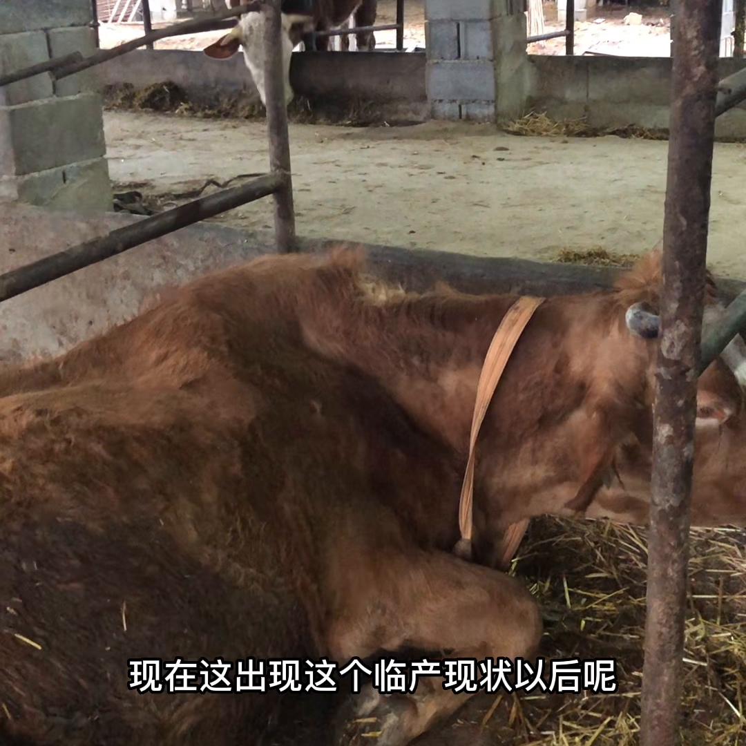 昨天为接生新生牛犊忙活到凌晨一点多。这头大牛子宫扭转，...