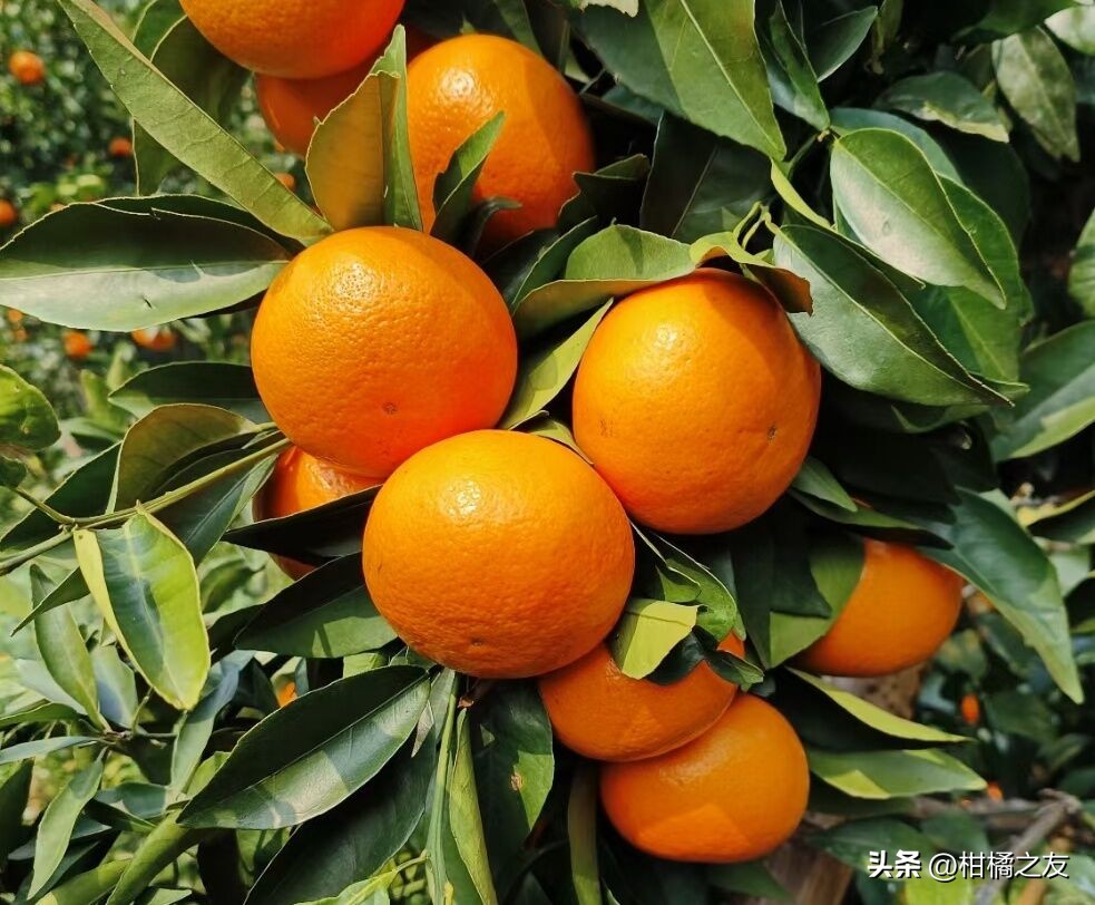 2020年1月5日沙糖桔行情,今日沙糖桔沃柑最新价格行情