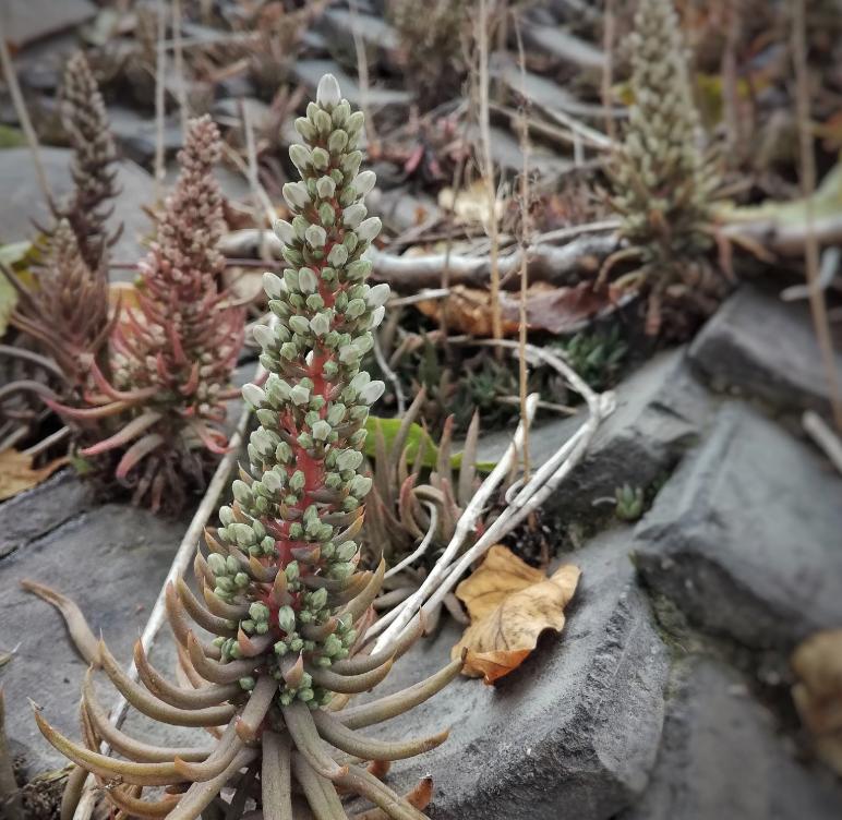 哪种植物能养活家里,五种大型植物家里就能养殖