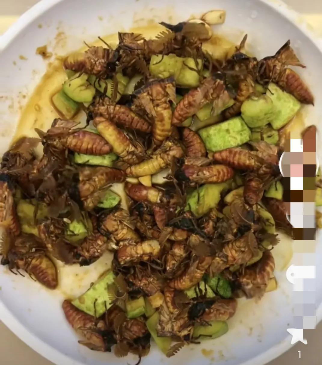 东北蚕蛾有没有营养,东北为什么没有蚕蛾