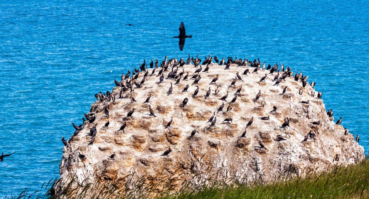 瑙鲁真的曾经很富有吗 (最有钱的瑙鲁是怎么破产的)