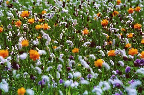 张家口坝上明珠沽源,张家口沽源坝上最新消息