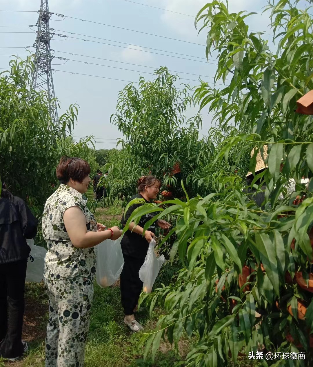环球徽商万里行走进安徽蒙城桃花源共话发展