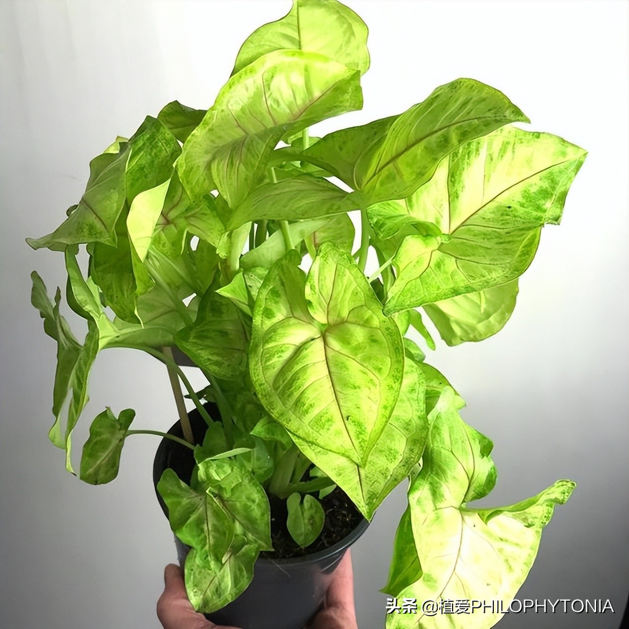 花境常绿植物推荐,室内大型开花植物推荐