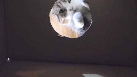 猫咪的胡须有什么作用需要剪吗,猫咪的胡子可以稍微剪掉一点点嘛