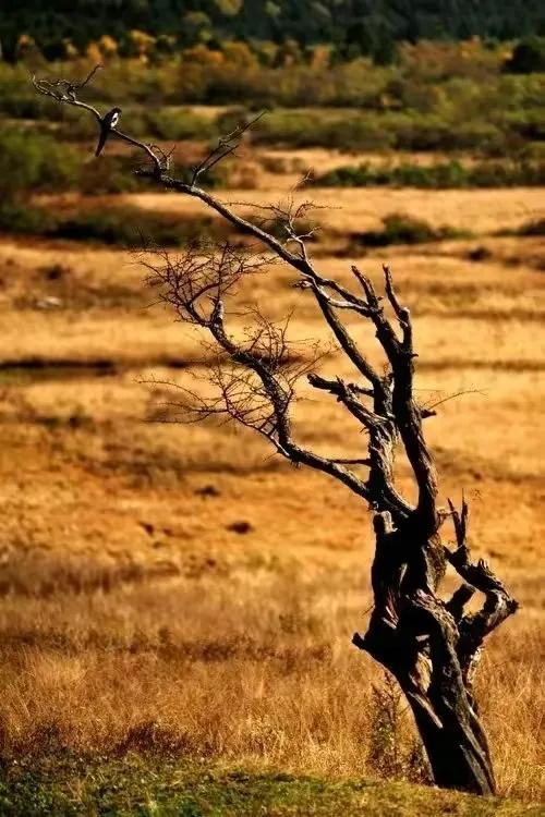 厮守一生的唯美诗句图片,相爱的诗句经典语录图片