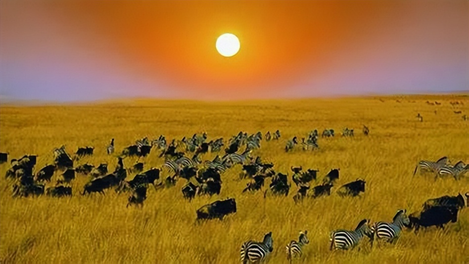 非洲本土植物与水果的独特性