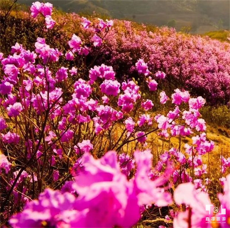 岫岩黄岭映山红景区图片,岫岩映山红演出视频