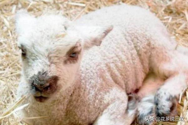 养羊的十大传染病,养羊须知预防哪几种传染病