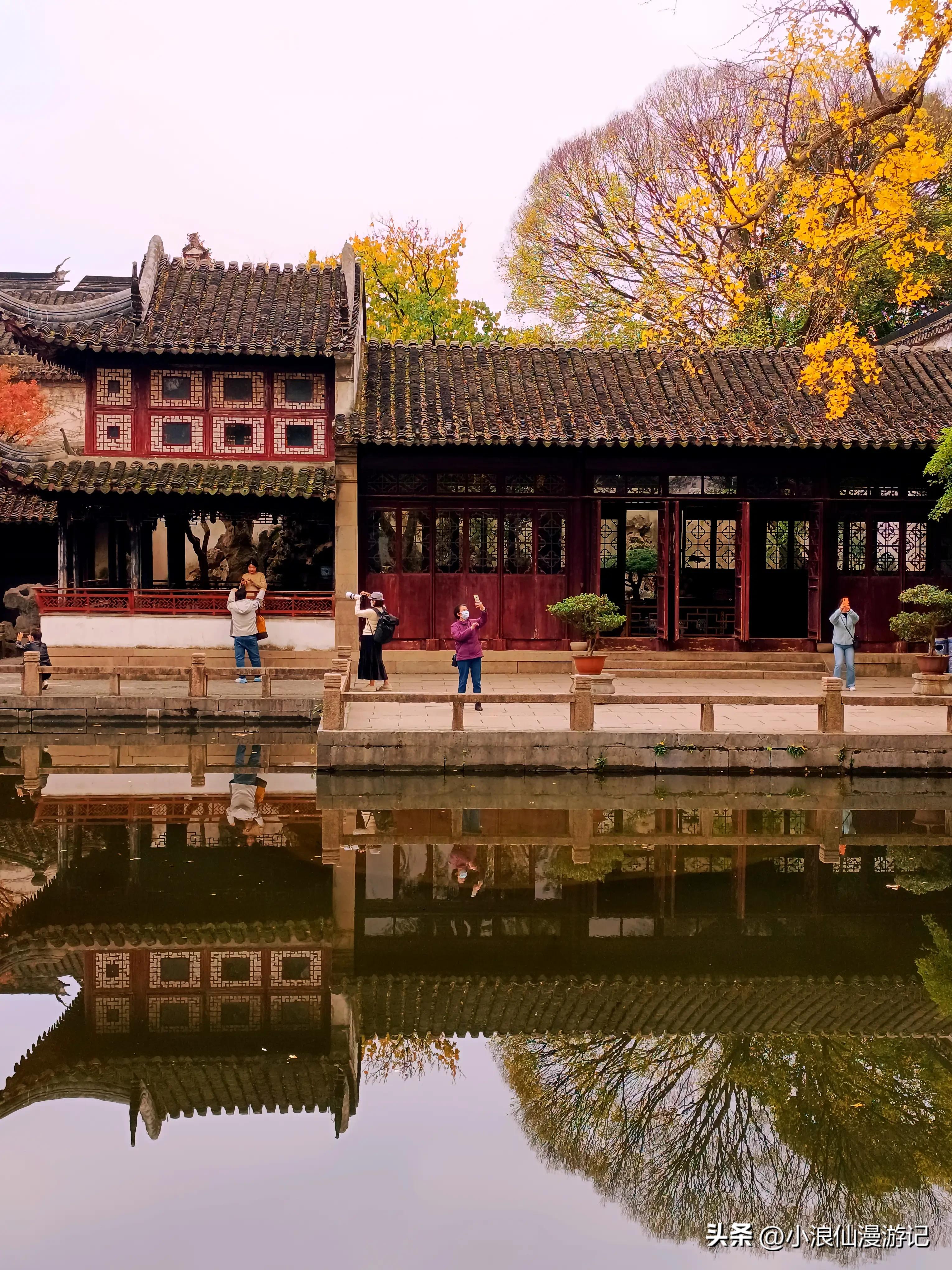 苏州园林拙政园银杏,苏州千年银杏和百年银杏