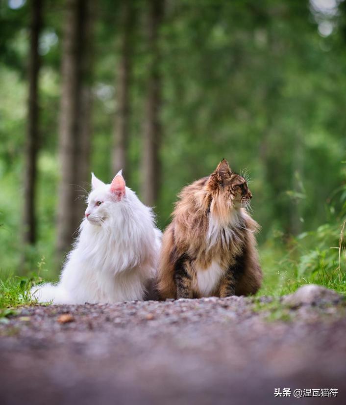 挪威森林猫纯白,挪威森林猫优雅吗值得买吗