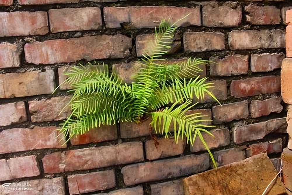 蜈蚣草危害,蜈蚣草对什么有危害