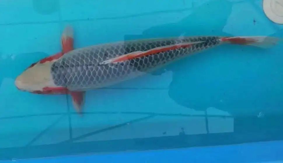 开眼界的鱼卖了7万元,开眼界的鱼叫什么鱼