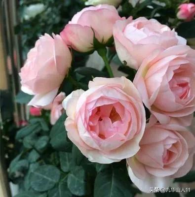 藤本月季品种列表,小型的藤本月季品种