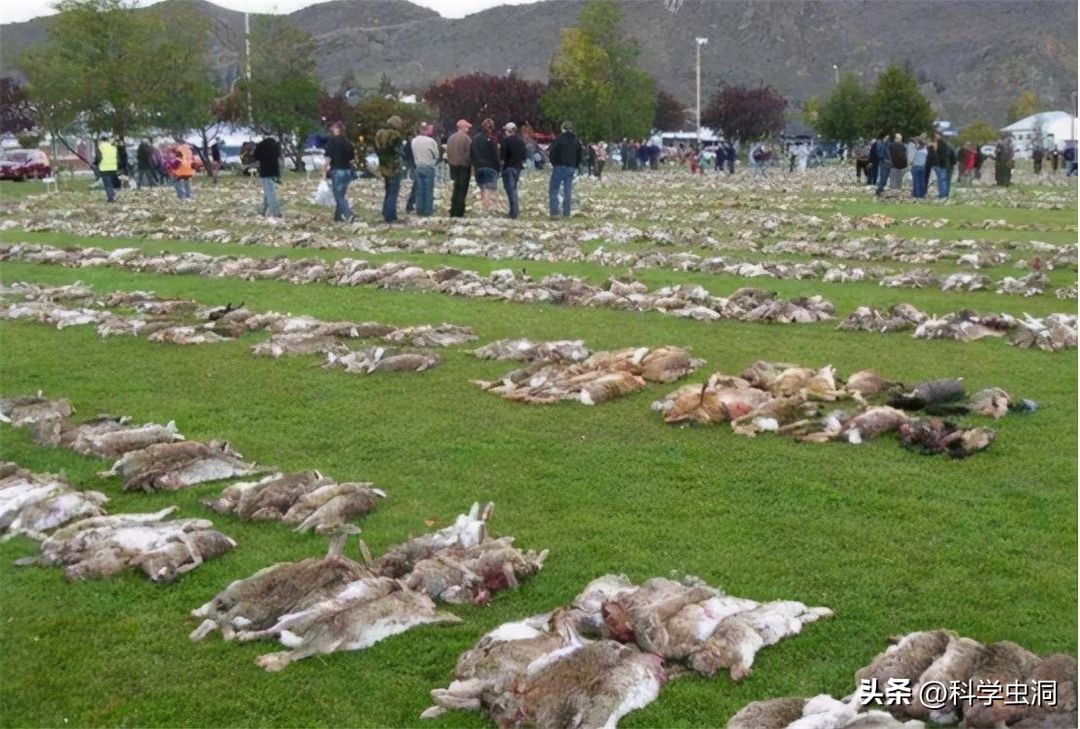 澳洲的野兔泛滥成灾的主要原因,澳洲野兔泛滥的时候究竟有多可怕