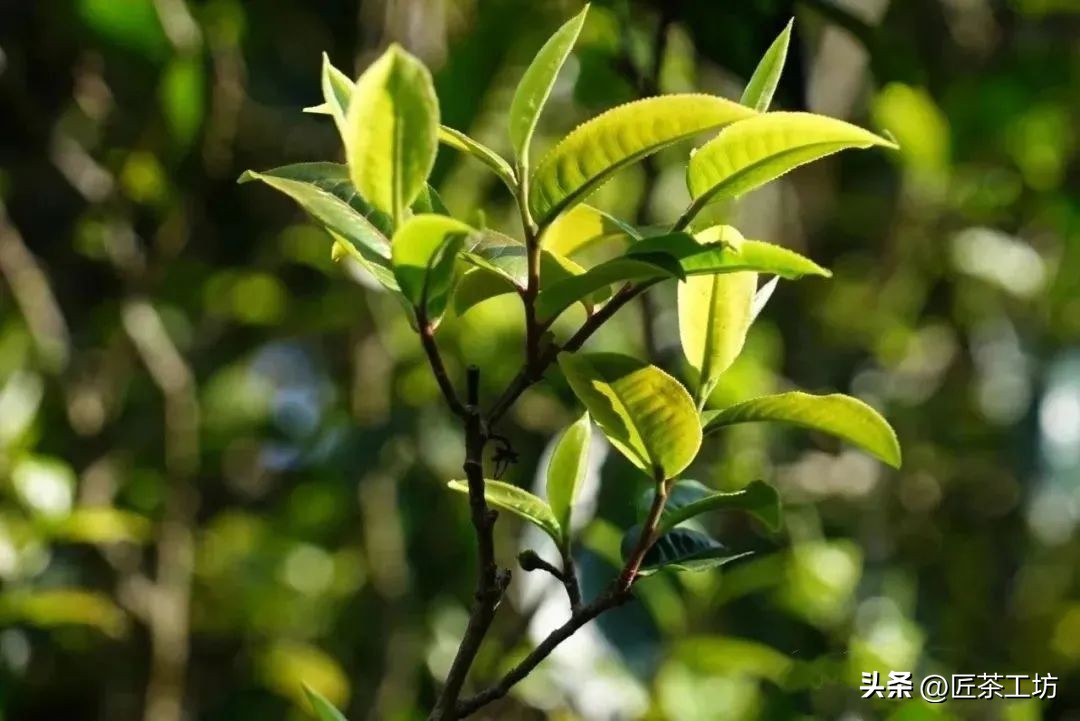 为什么只有曼松才被誉为贡茶,曼松皇家贡茶