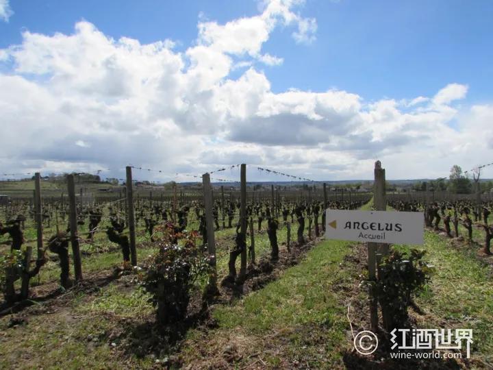 白马酒2008评分,2010白马红酒评分