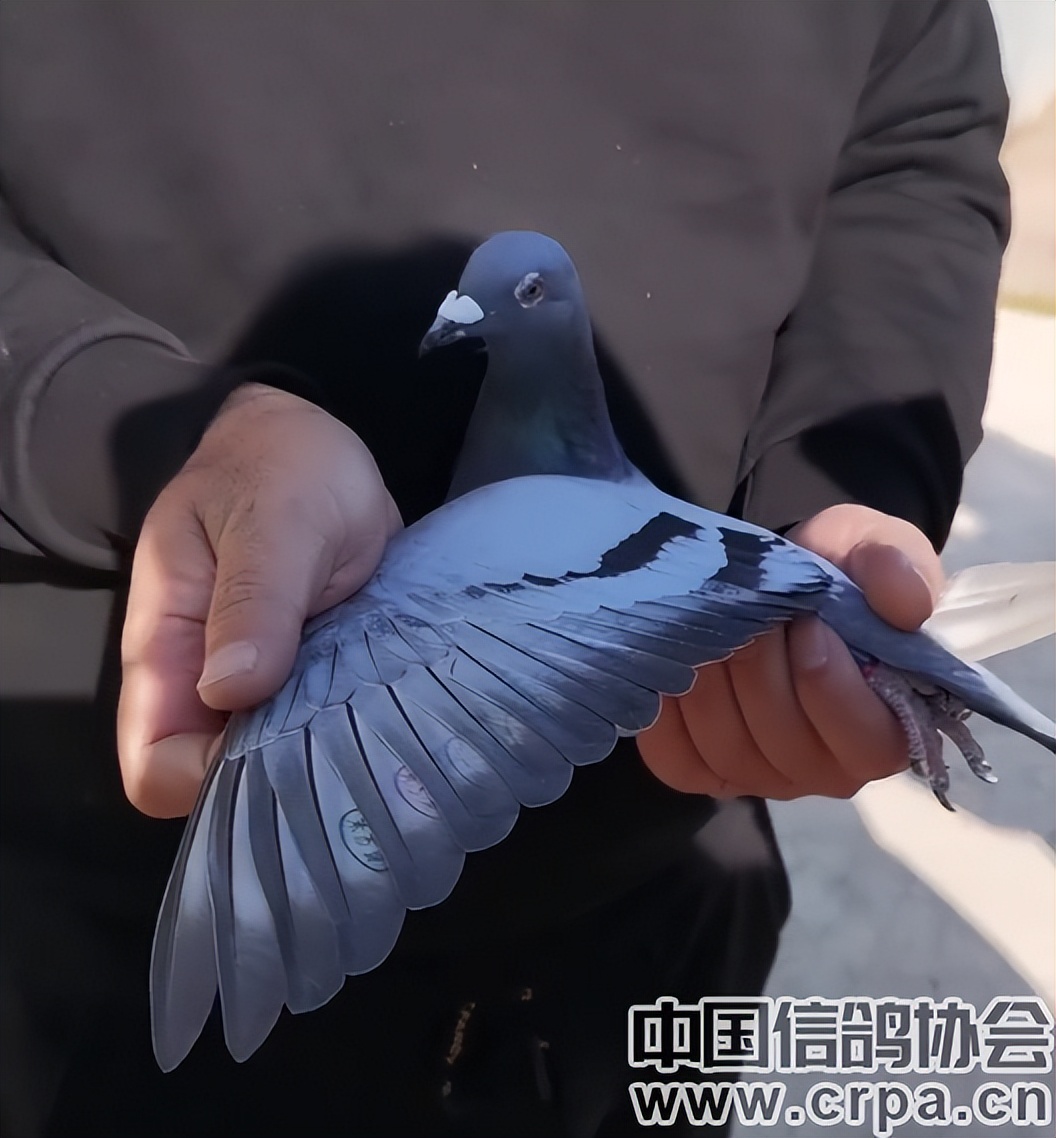 高分速高归巢！“世界杯”唐山阳光站第四关500公里比赛圆满收官