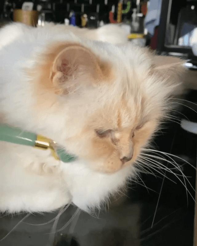 刘雯邓文迪,邓文迪杨紫琼