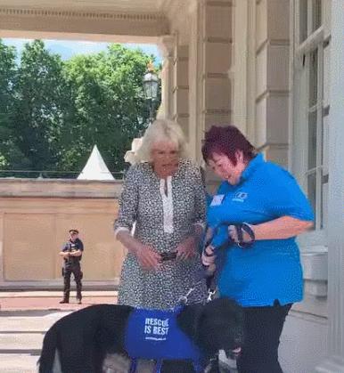 卡米拉气质逆袭不输戴安娜,卡米拉微笑回应凯特