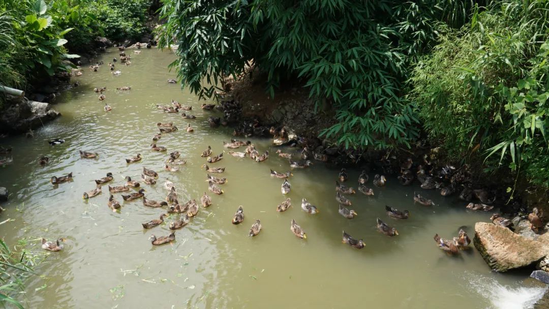 【聚焦“百县千镇万村高质量发展工程”】连麦石坑鸭：乡村振兴有门道