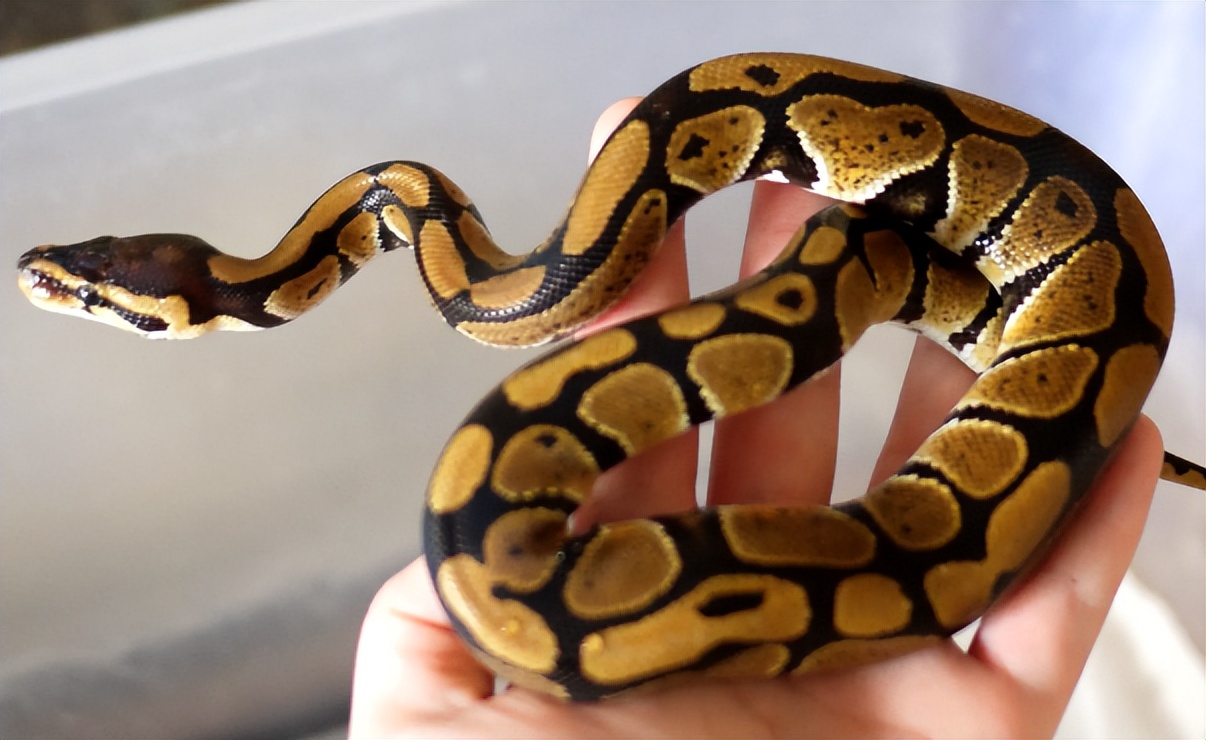 海南报恩巨蟒现况,巨蟒为报恩守护十几年